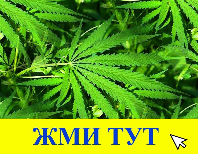 Купить наркотики в Малой Вишере